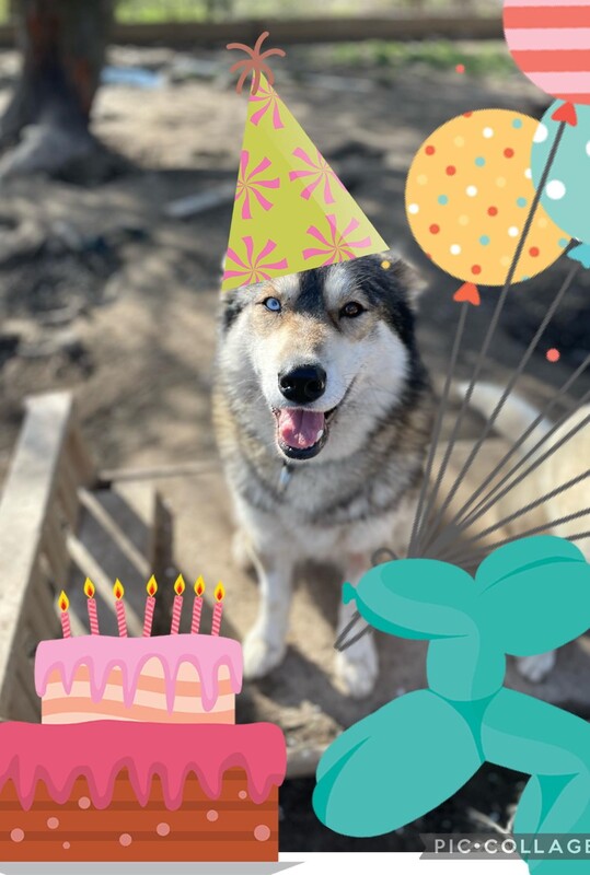 Un chien husky participe à l'anniversaire d'un enfant chez nous au chenil Arco Mushing team à Forel-sur-Lucens