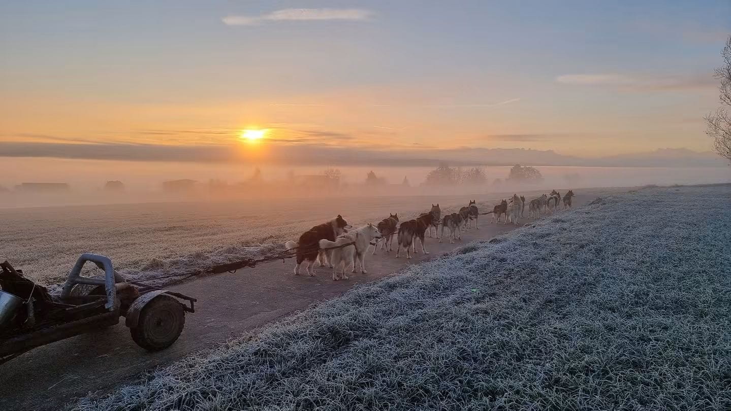 Les chiens de traîneaux sont reliés à un kart lors d'une belle matinée d'automne sur la Broye vaudoise, un attelage au milieu des champs