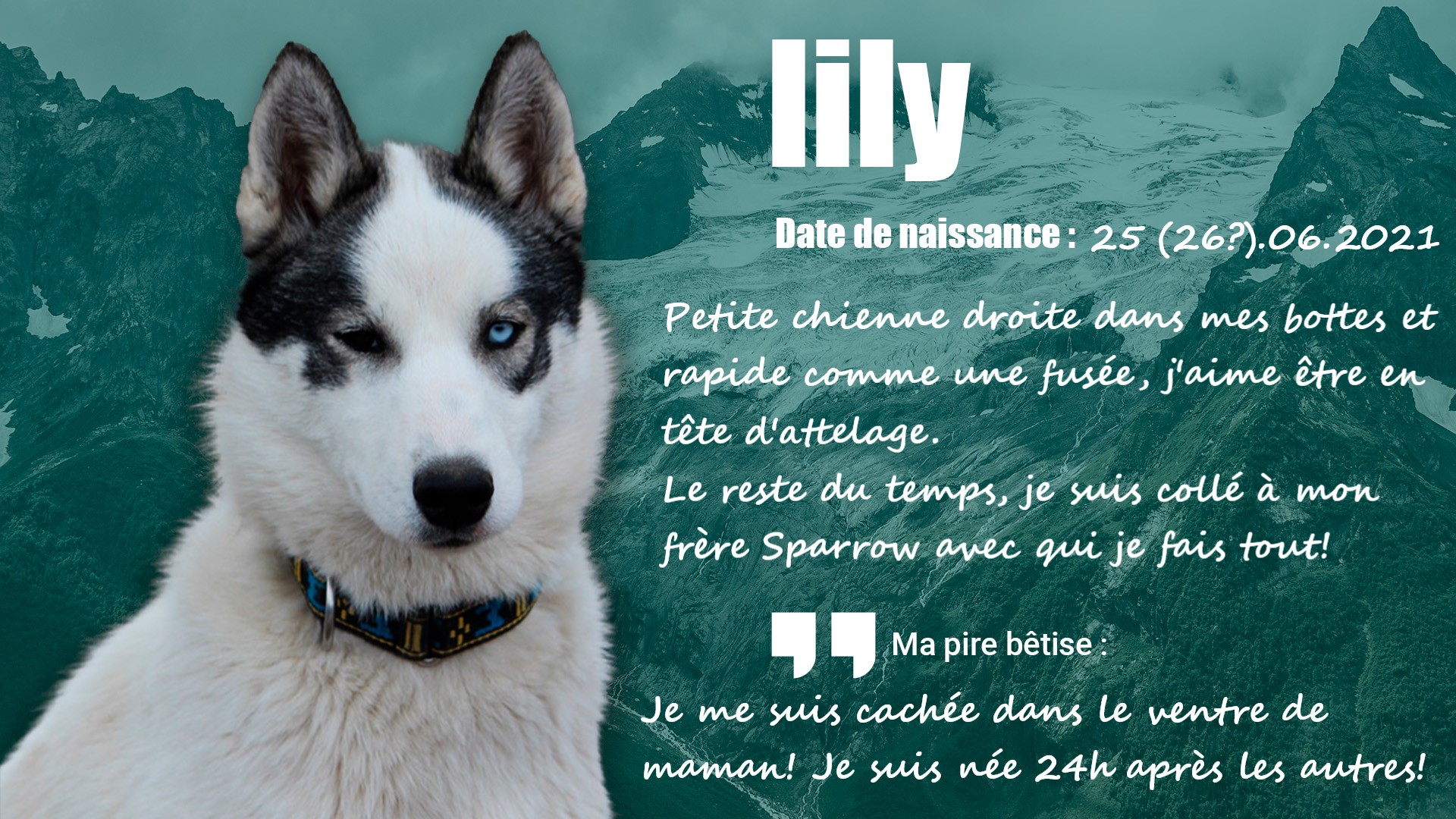 husky Lily