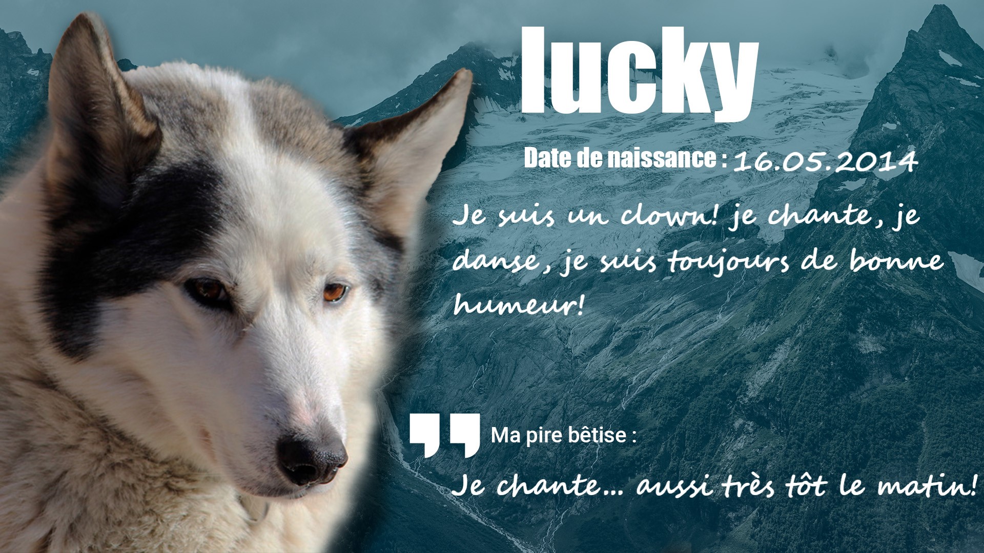 husky Lucky