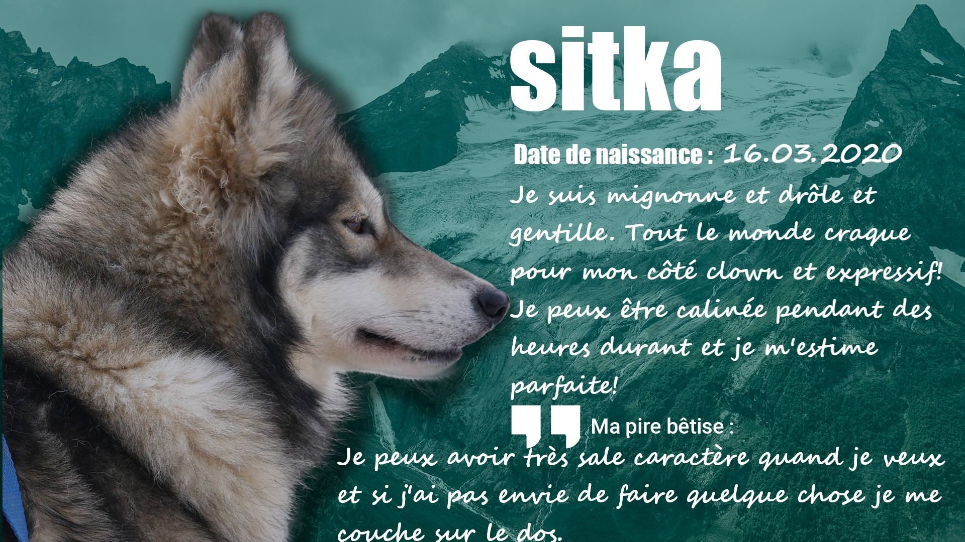 Husky Sitka 